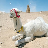 Camel